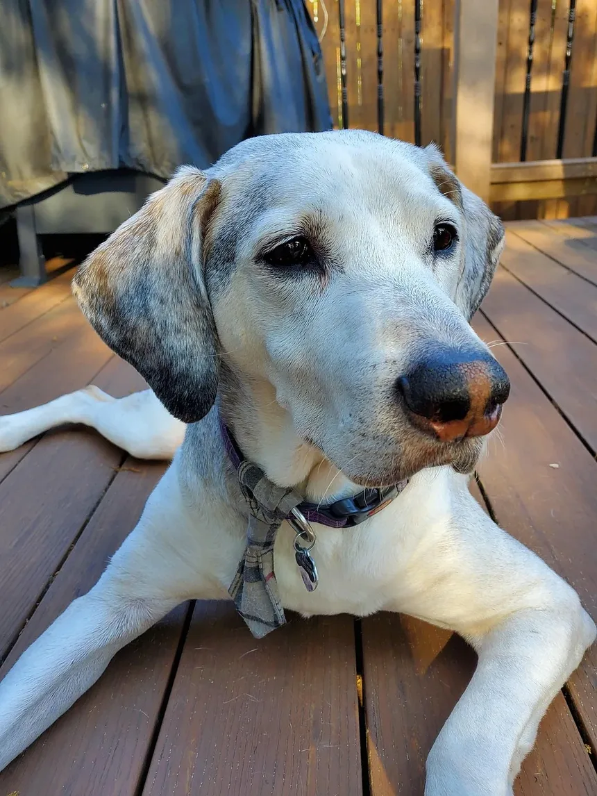 Alternativas ao Cortador de Unhas para Cães: Soluções Completas de Higiene