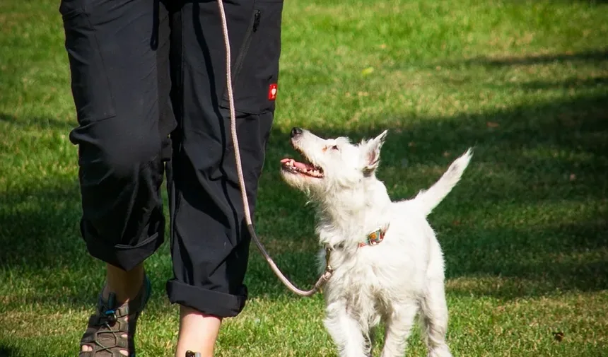 Alternativas ao Cortador de Unhas para Cães: Soluções Completas de Higiene