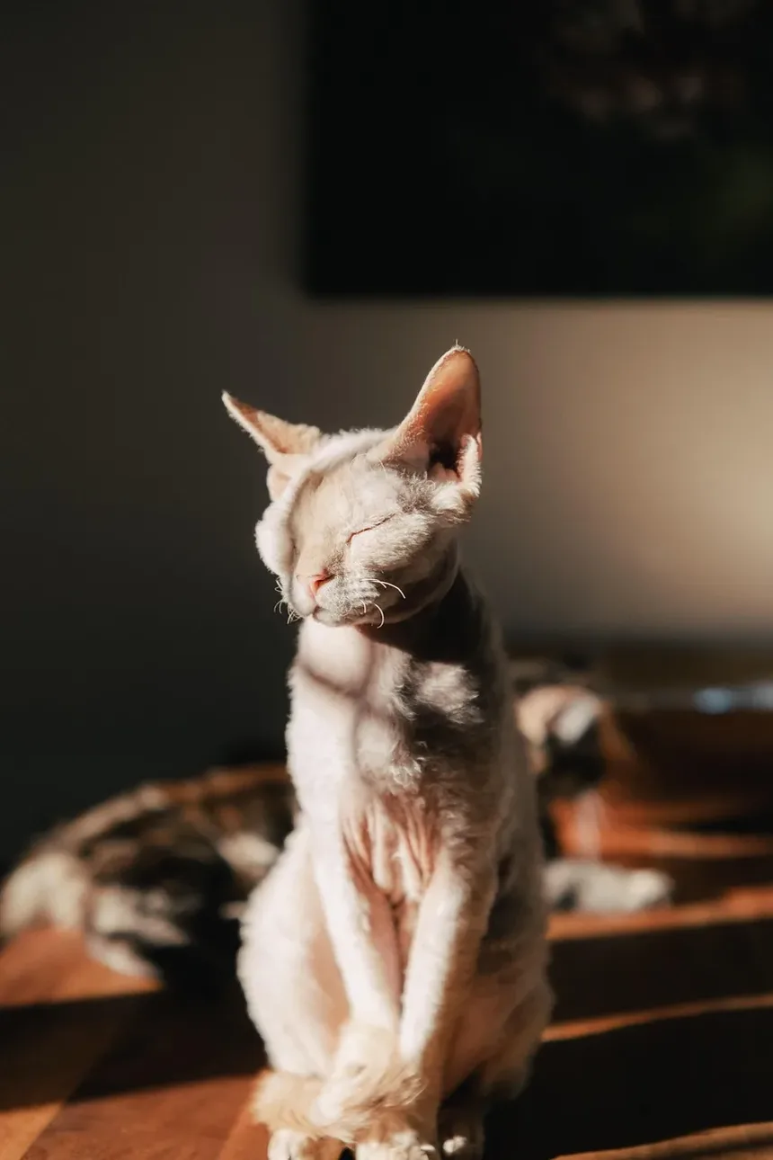 Melhores Raças de Gatos para Crianças e Alergias