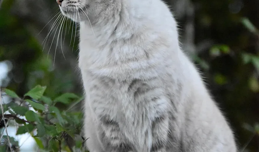 Melhores Raças de Gatos para Crianças e Alergias