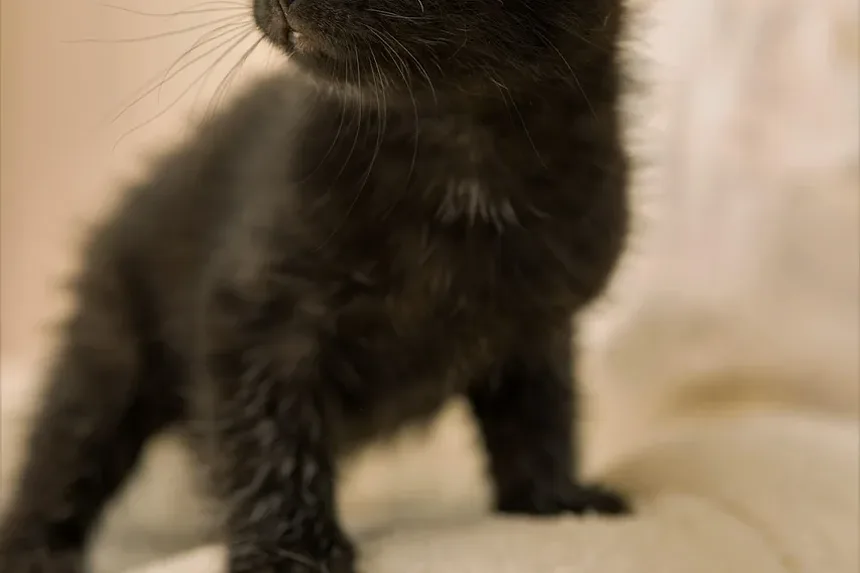 Melhores Raças de Gatos para Crianças e Alergias