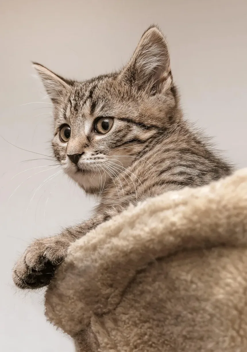 Melhores Raças de Gatos para Crianças com Autismo