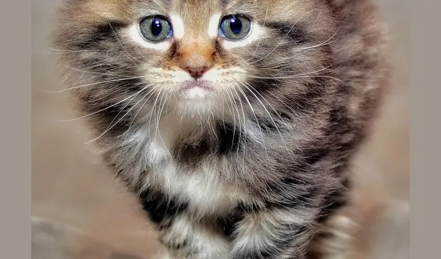 Melhores Raças de Gatos para Crianças com Autismo