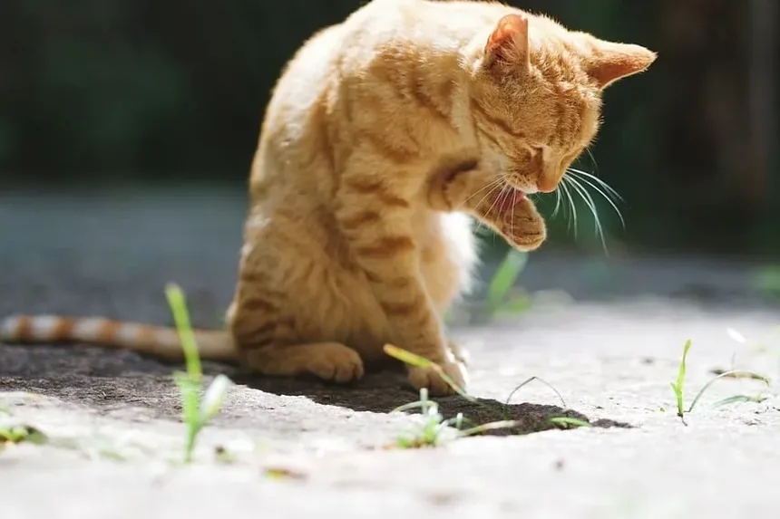Melhores Raças de Gatos para Crianças com Autismo