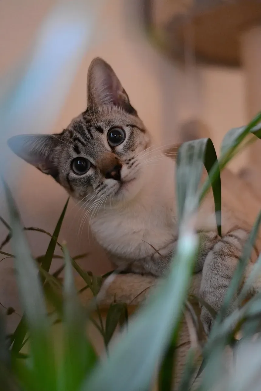 Melhor Comida para Perda de Peso para Gatos de Apartamento