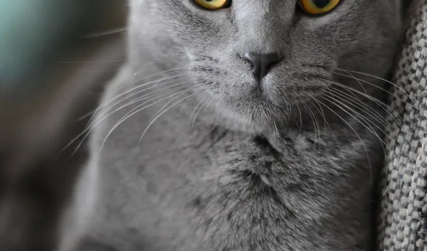 Melhor Comida para Perda de Peso para Gatos de Apartamento