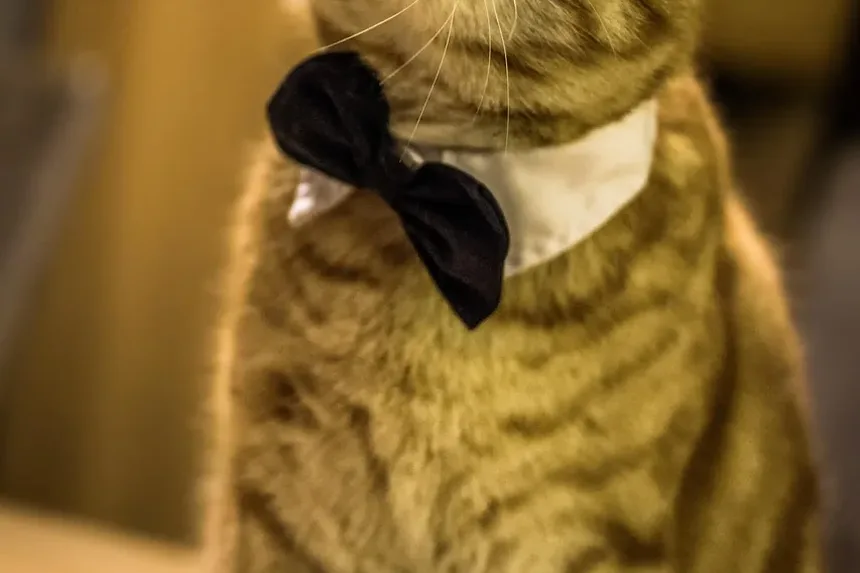 Melhor Comida para Perda de Peso para Gatos de Apartamento
