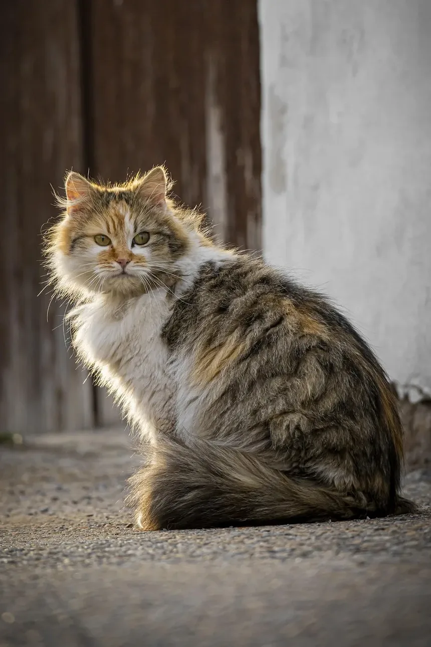 Raças de Gatos Indicadas para Pessoas com Alergias