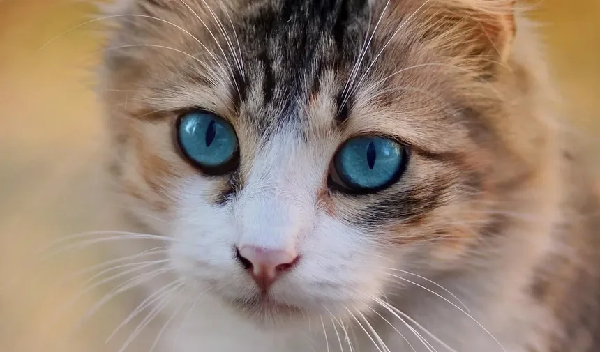 Raças de Gatos Indicadas para Pessoas com Alergias