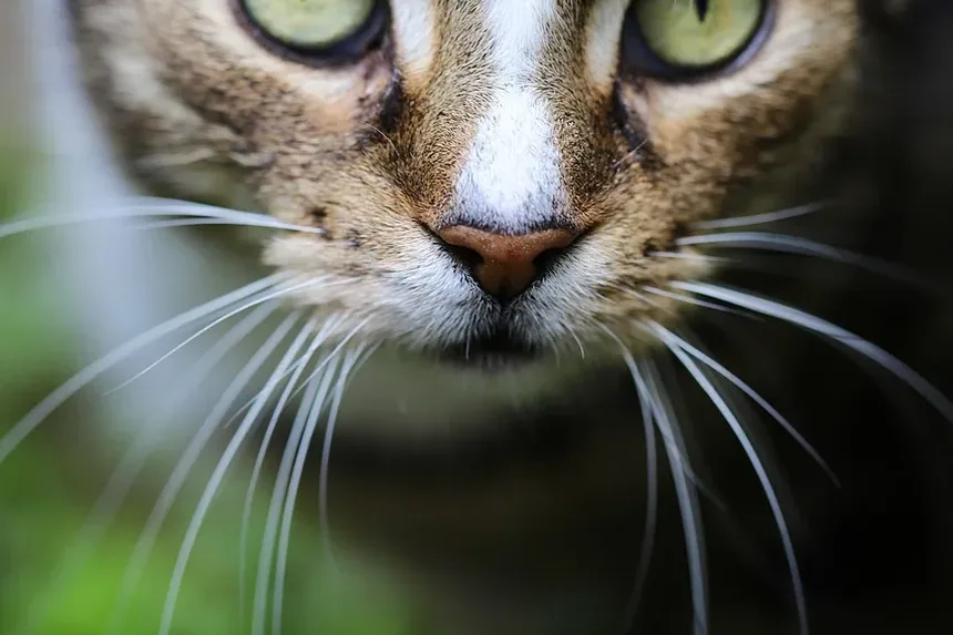 Raças de Gatos Indicadas para Pessoas com Alergias