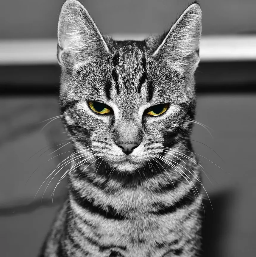 Gatos que São Bons para Alergias: Um Guia Completo