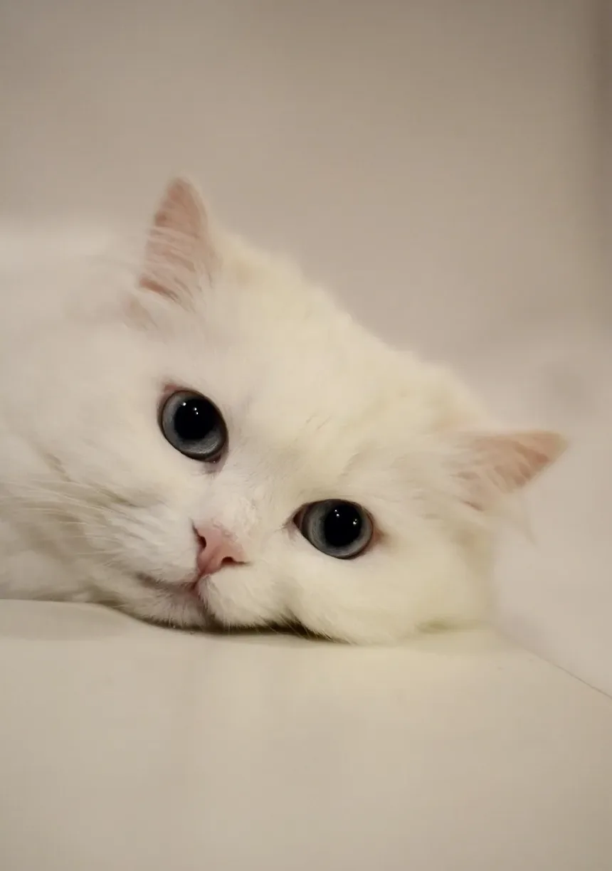 Gatos que São Bons para Alergias: Um Guia Completo