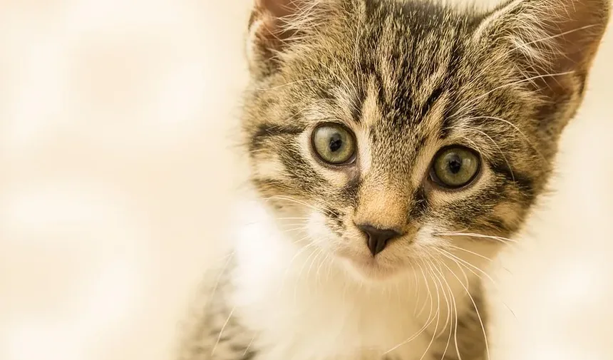 Gatos que São Bons para Alergias: Um Guia Completo