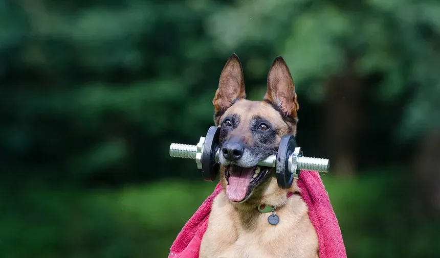 Efeitos Colaterais da Vacinação em Cães: Compreendendo Problemas de Urinação