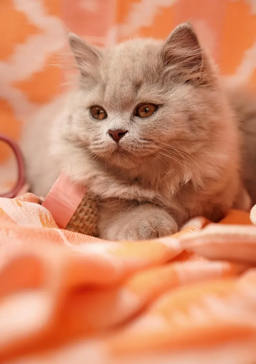 Quantas Calorias um Gato de Apartamento Precisa?