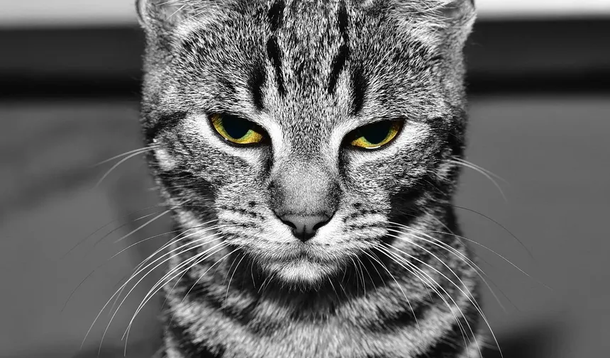 Quantas Calorias um Gato de Apartamento Precisa?