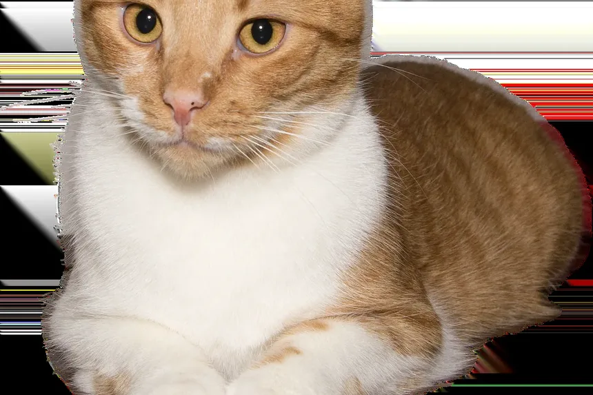 Quantas Calorias um Gato de Apartamento Precisa?