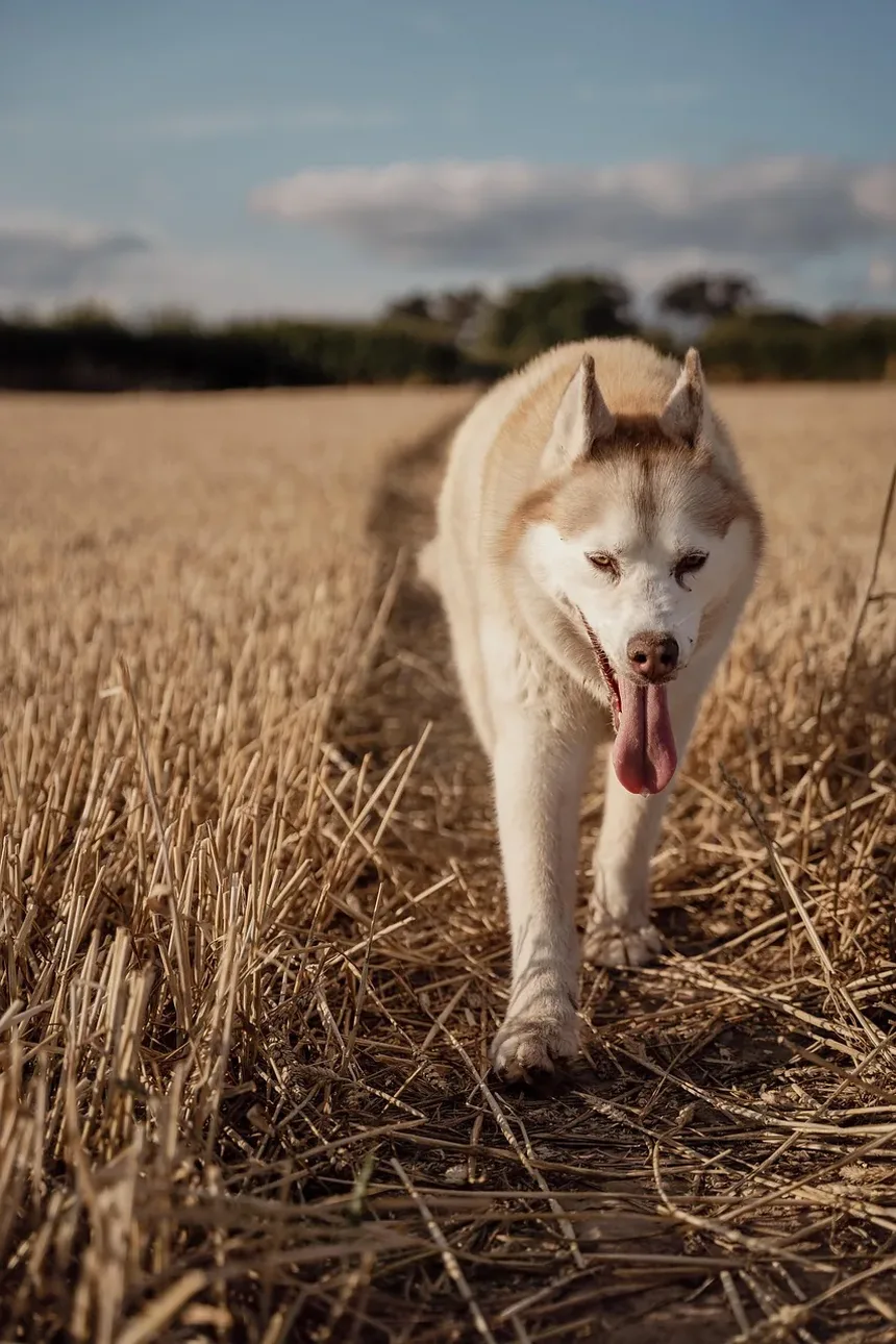 Como Cuidar de um Cão com Doença Renal