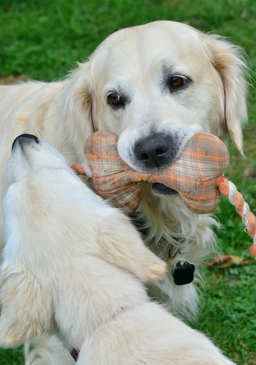 Como Cuidar de um Cão com Doença Renal
