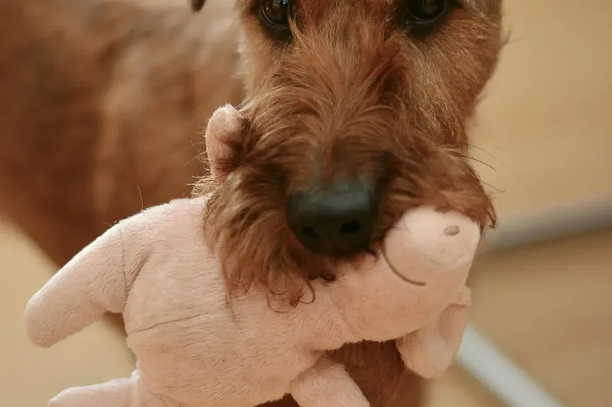 Como Cuidar de um Cão com Doença Renal