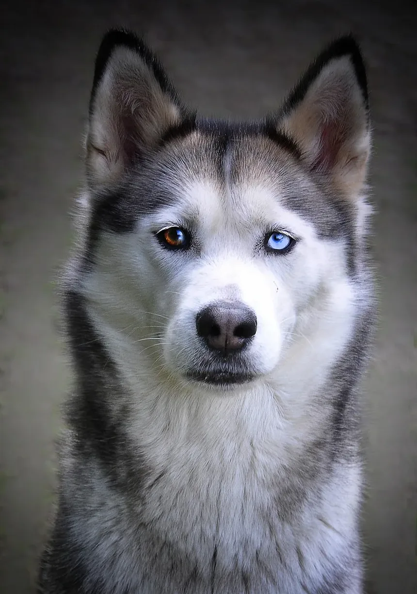 Como Ajudar um Cão que Está Tossindo Após Cirurgia: Cuidados Abrangentes Pós-Operatórios