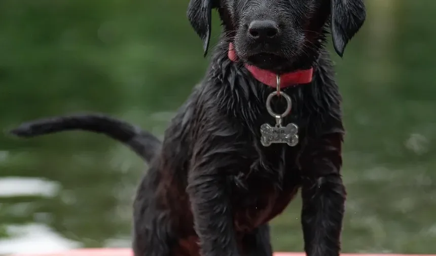 Como Ajudar um Cão que Está Tossindo Após Cirurgia: Cuidados Abrangentes Pós-Operatórios