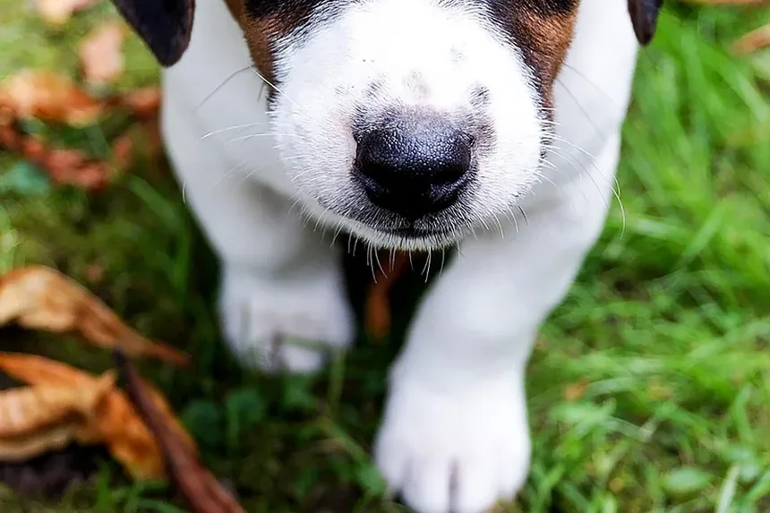Como Ajudar um Cão que Está Tossindo Após Cirurgia: Cuidados Abrangentes Pós-Operatórios