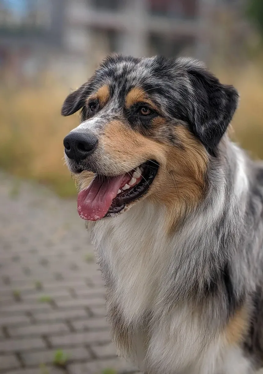 Como Ajudar Seu Cão a Deitar Após Cirurgia: Um Guia Completo