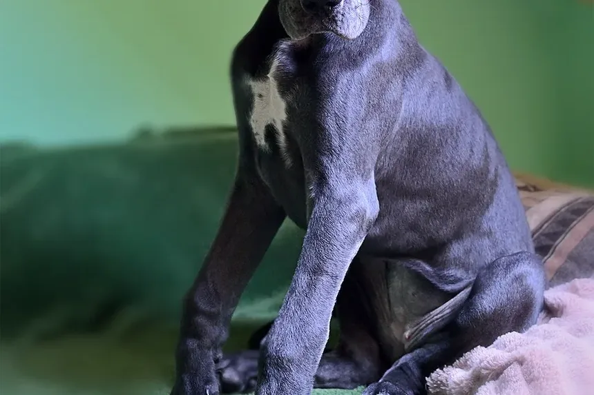 Como Ajudar Seu Cão a Deitar Após Cirurgia: Um Guia Completo