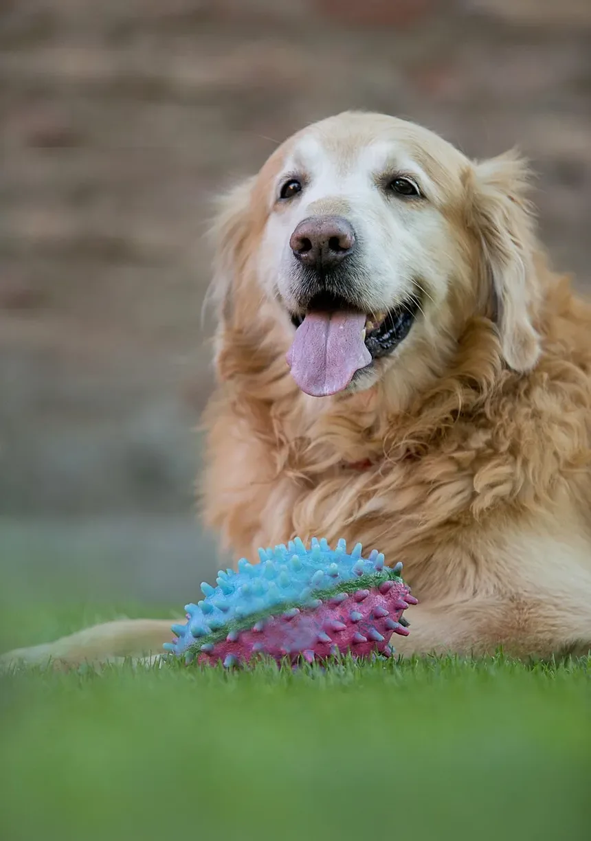 Como Ajudar Seu Cão a Urinar Após Cirurgia no Joelho: Um Guia Completo