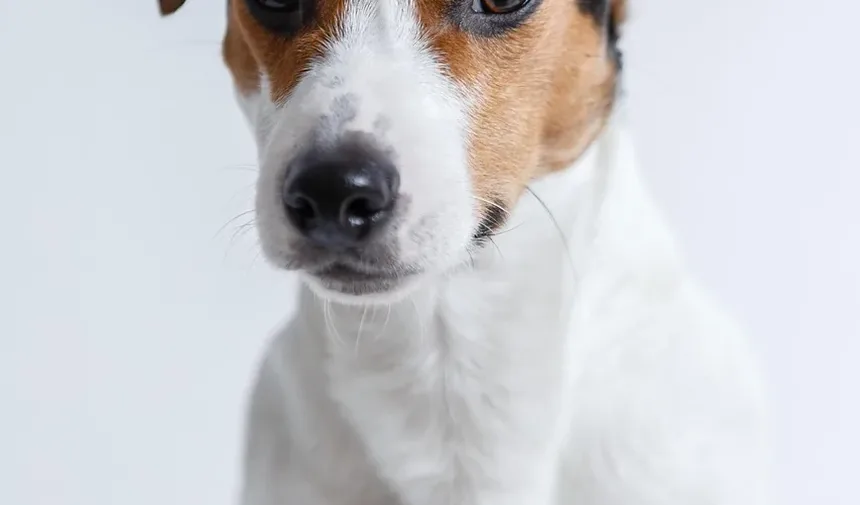 Como Ajudar Seu Cão a Urinar Após Cirurgia no Joelho: Um Guia Completo