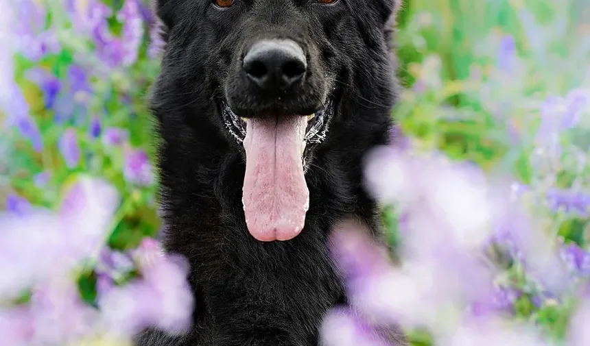 Como Salvar um Cão Que Comeu Veneno: Guia de Cuidados de Emergência