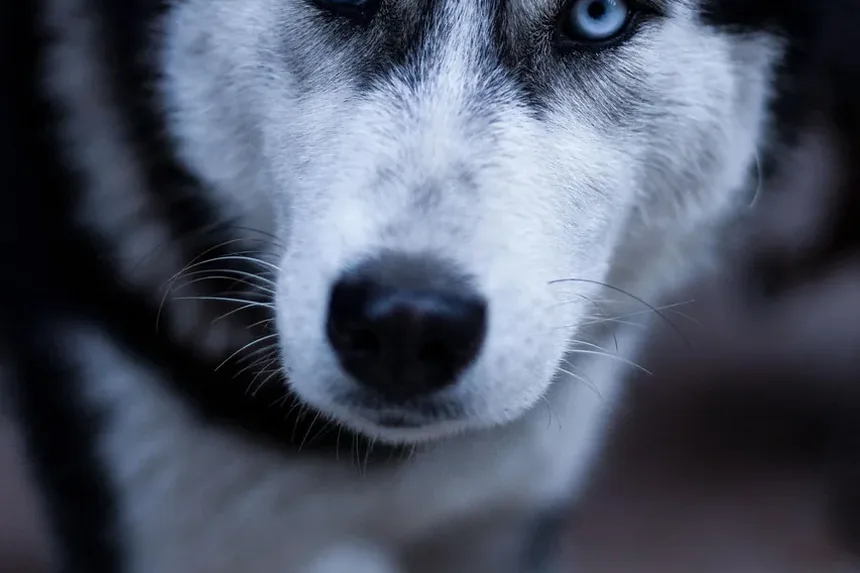 Como Salvar um Cão Que Comeu Veneno: Guia de Cuidados de Emergência
