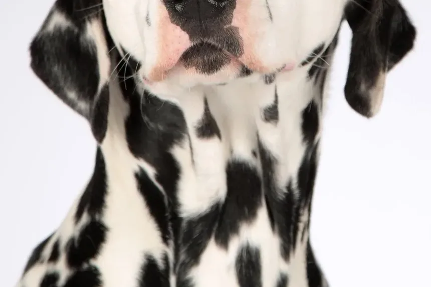 Como Sedar Seu Cão para Cortar as Unhas: Um Guia Completo