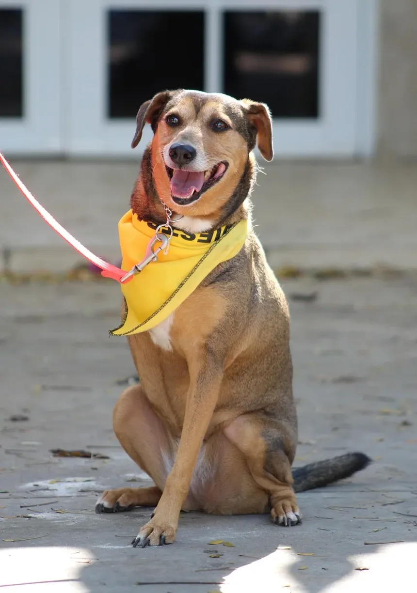 Como Saber Se Meu Cão Está Inchado ou Apenas Gordo