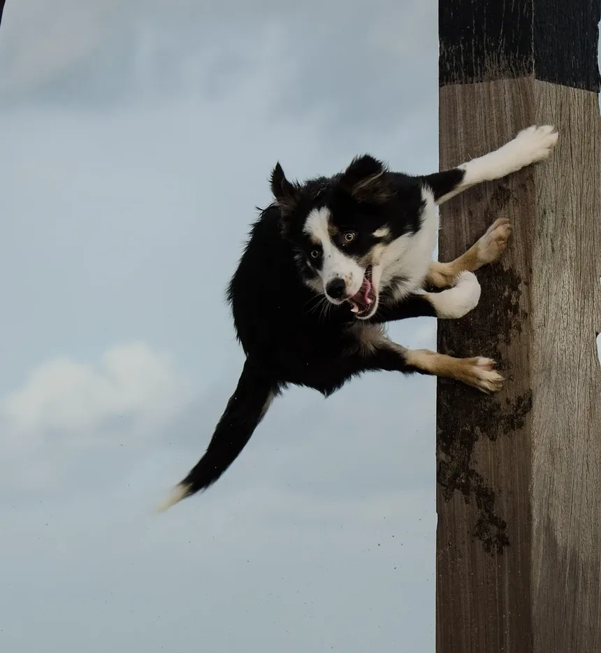 Como Saber Se Meu Cão Está Acima do Peso
