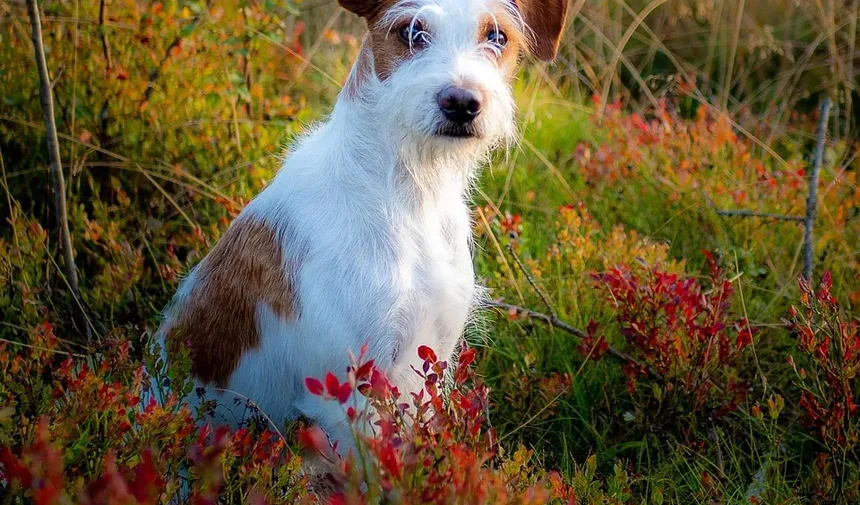 Como Saber Se Meu Cão Está Acima do Peso
