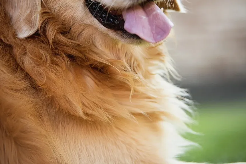 Como Saber Se Meu Cão Está Acima do Peso