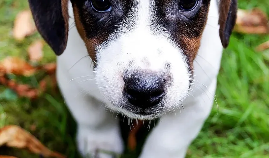 Como Saber Se Minha Cadelinha Está Grávida ou Apenas Gorda