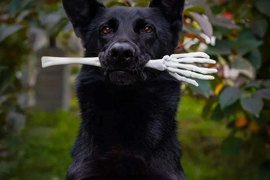 Como Saber Se Minha Cadelinha Está Grávida ou Apenas Gorda