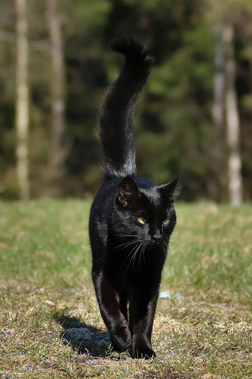 Como Tratar Infecção de Pele em Gatos em Casa: Um Guia Completo