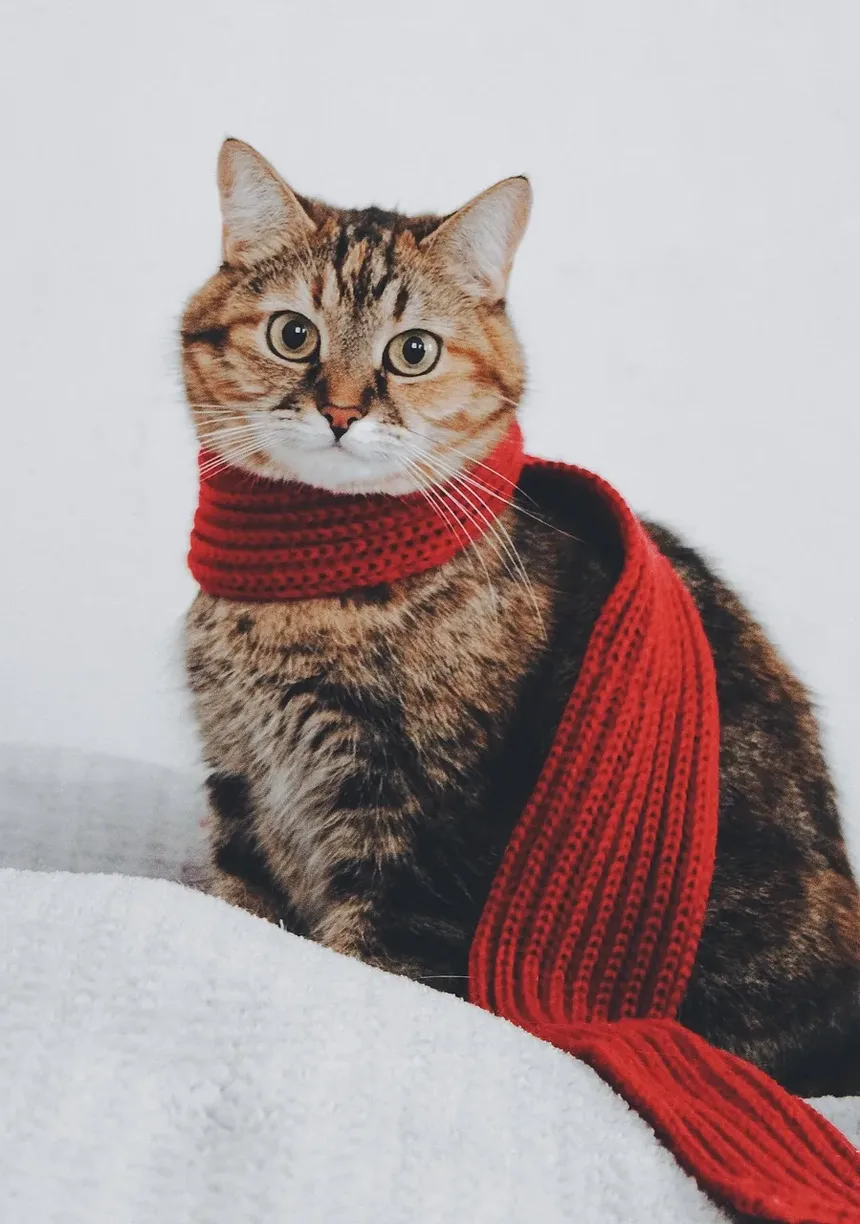 Como Tratar Infecção de Pele em Gatos em Casa: Um Guia Completo