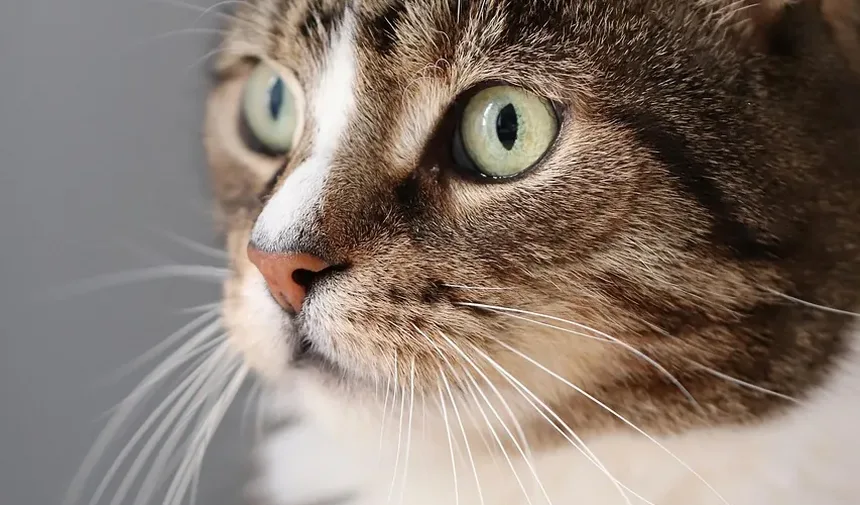 Como Tratar Infecção de Pele em Gatos em Casa: Um Guia Completo