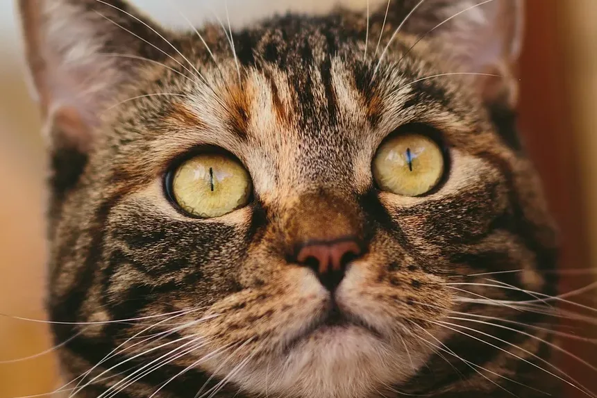 Como Tratar Infecção de Pele em Gatos em Casa: Um Guia Completo