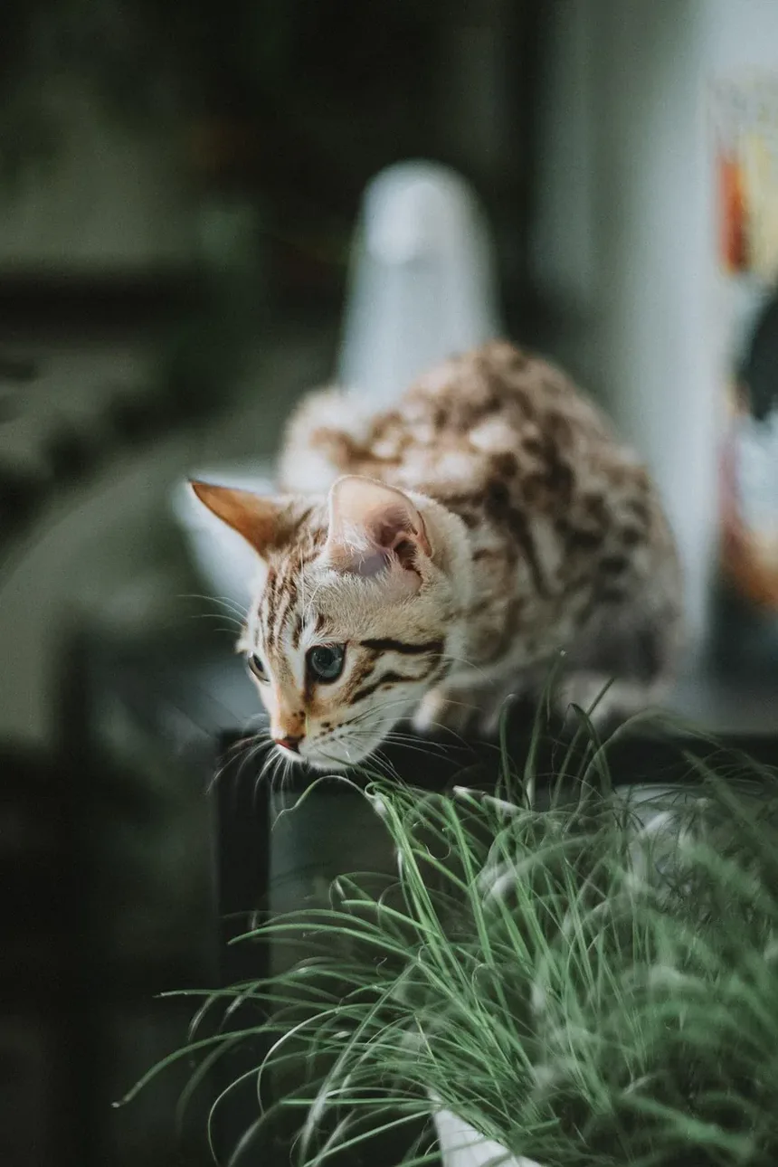 Peso Ideal para Gatos de Apartamento: Um Guia Completo
