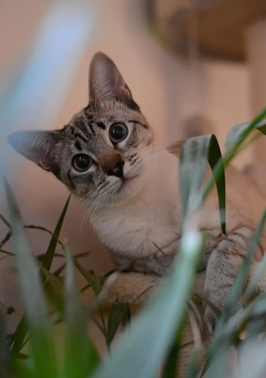 Peso Ideal para Gatos de Apartamento: Um Guia Completo