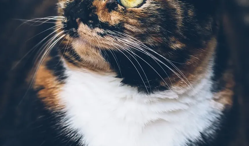 Peso Ideal para Gatos de Apartamento: Um Guia Completo