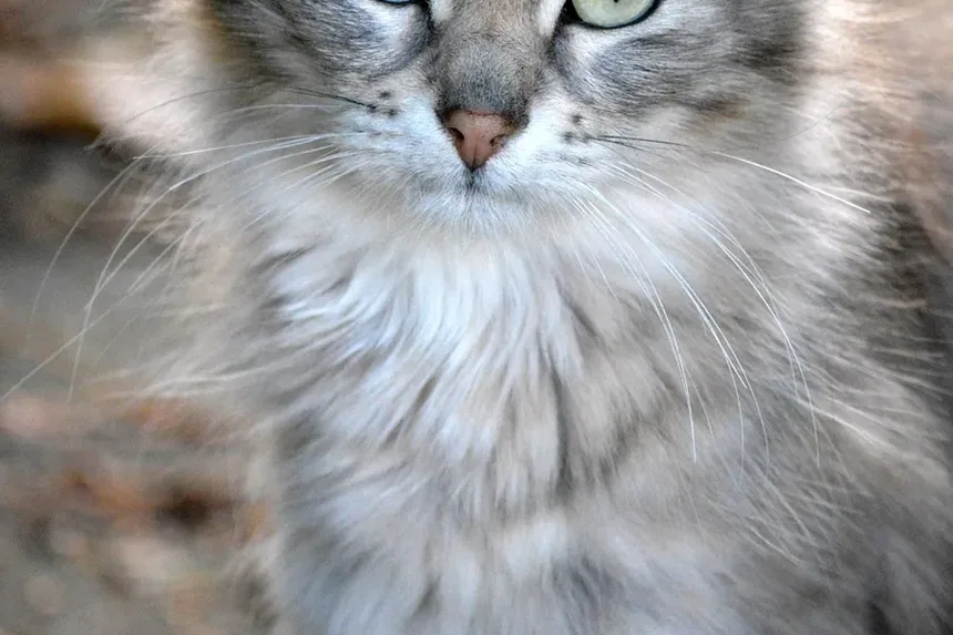 Peso Ideal para Gatos de Apartamento: Um Guia Completo