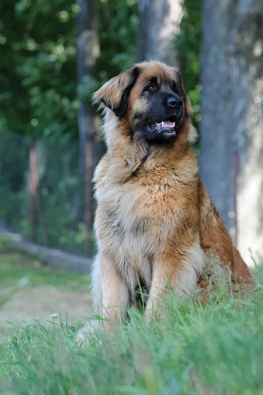 Efeitos Colaterais da Injeção de Vetalog em Cães: O Que Você Precisa Saber