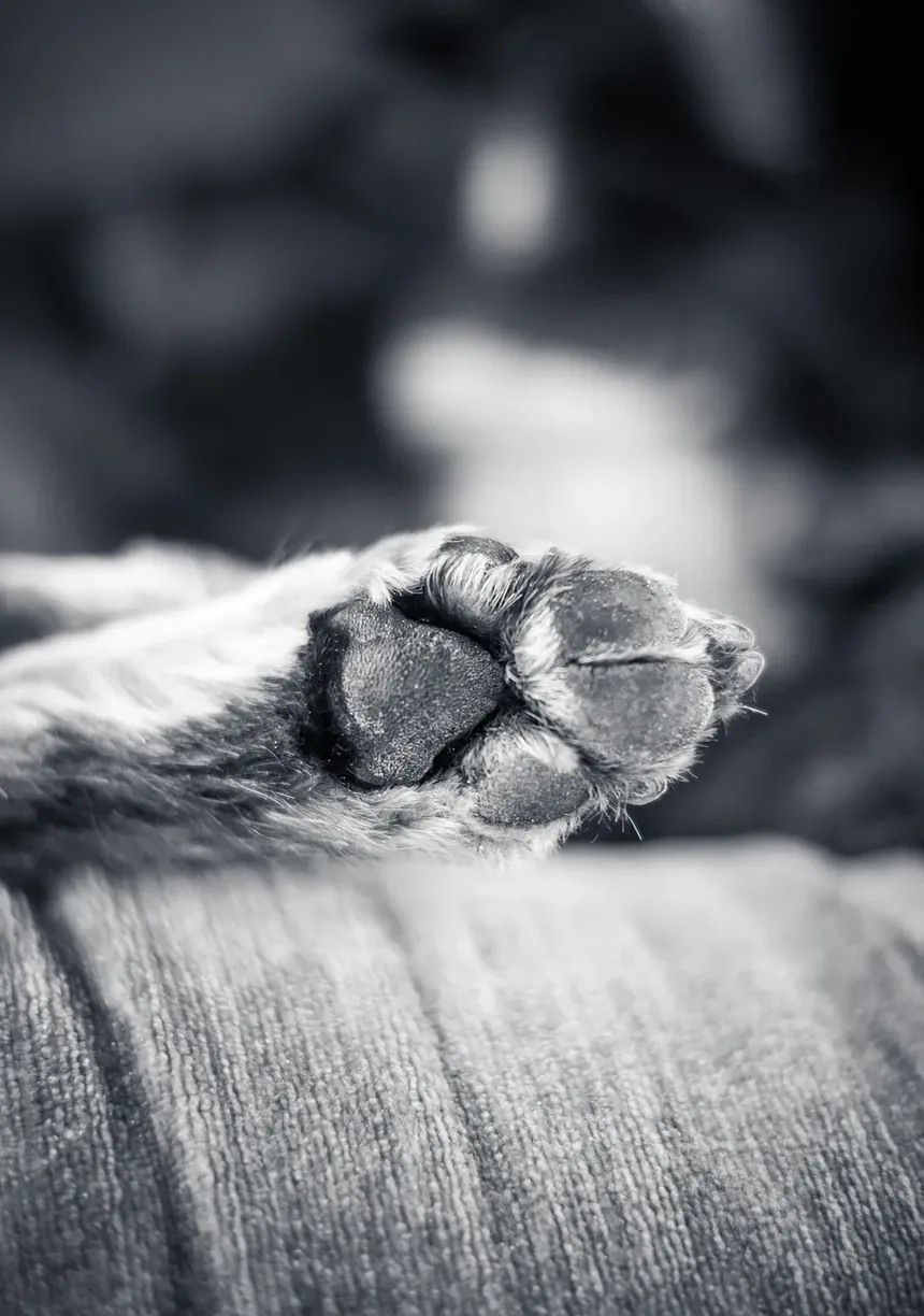 Efeitos Colaterais da Injeção de Vetalog em Cães: O Que Você Precisa Saber